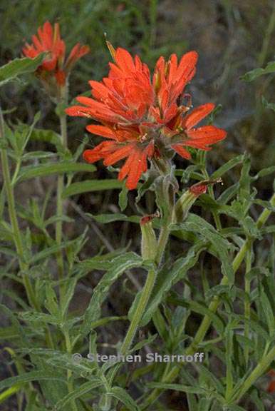 castilleja applegatei ssp pinetorum 6 graphic